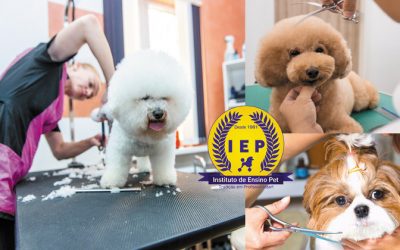 formação groomer presencial sp