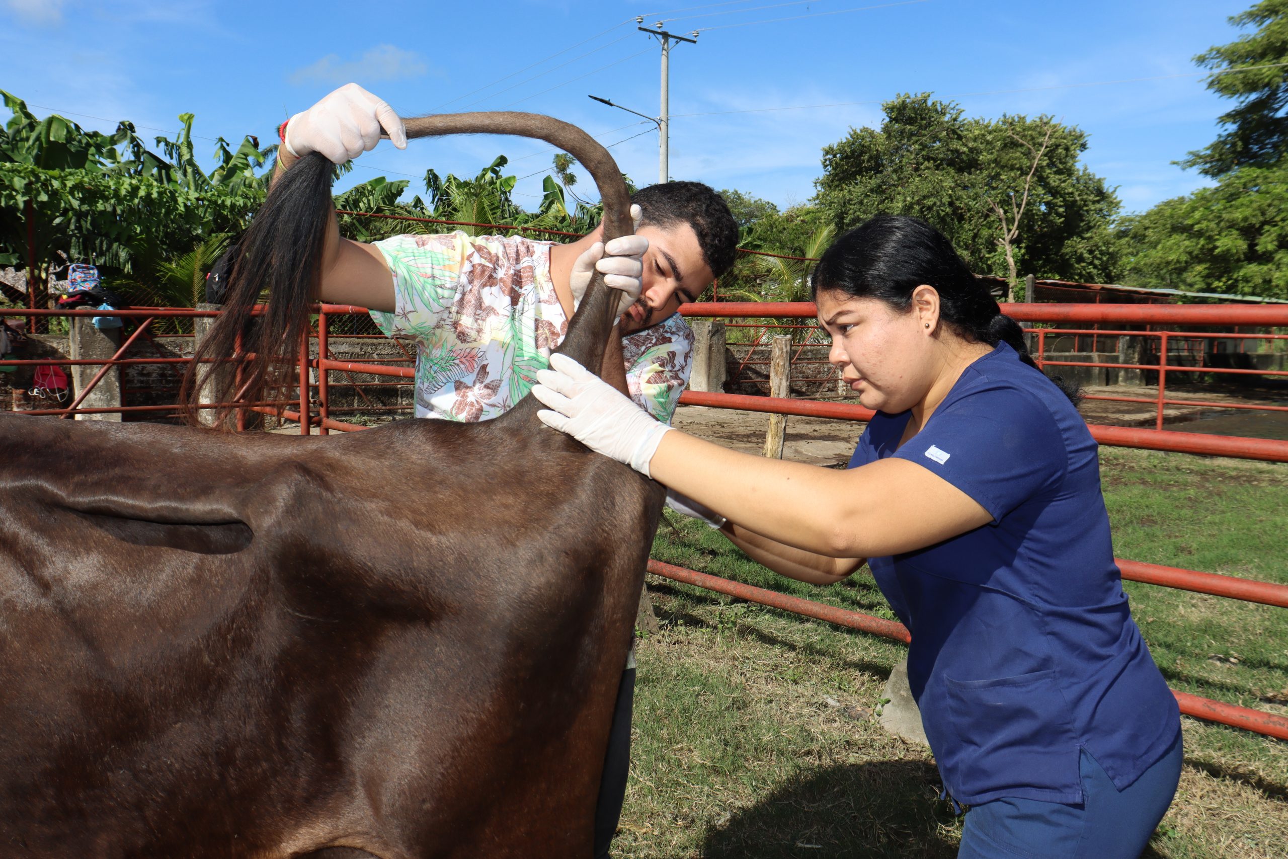 faculdade de zootecnia