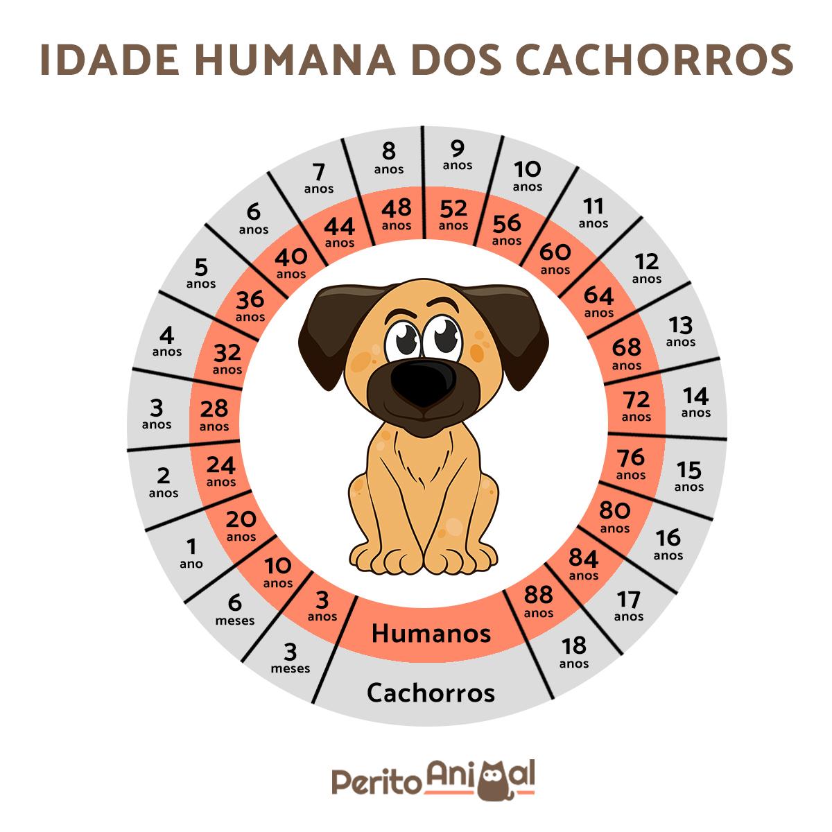 erros comuns calcular custo cachorro