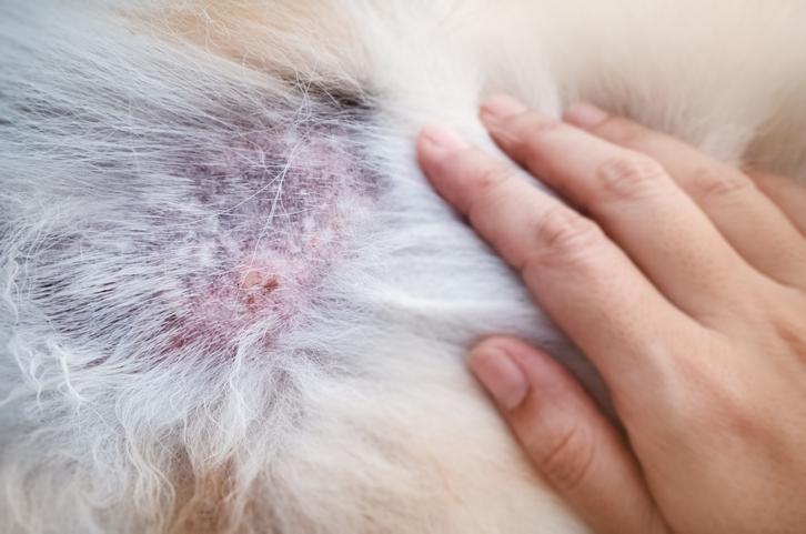 Dermatite Atópica em Cães: Guia Completo para Raças Predispostas