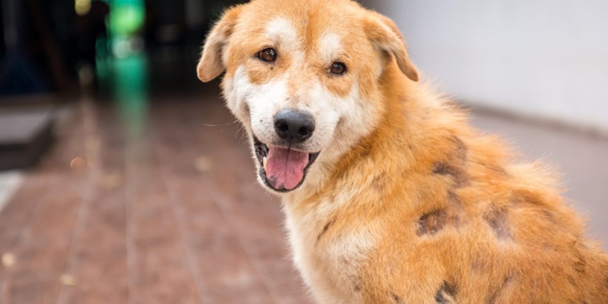 Dieta Hipoalergênica para Cães com Dermatite Alimentar: O Que Saber