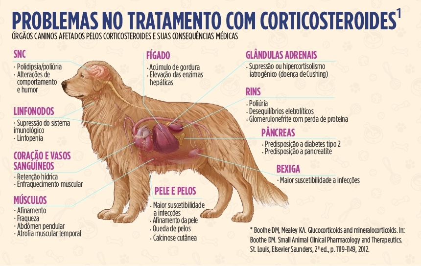 Dermatite em Cachorro: Como Identificar e Prevenir Infecções Secundárias