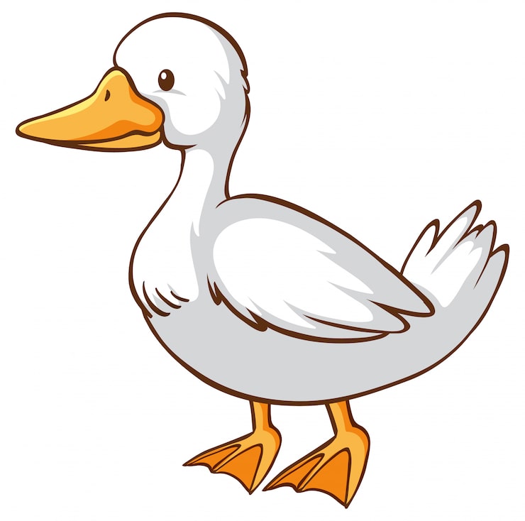 desenho de pato realista para colorir