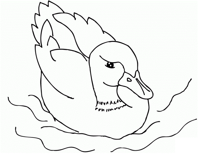desenho de pato com chapéu para colorir