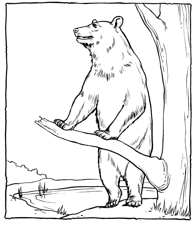 erros comuns ao colorir desenhos de urso
