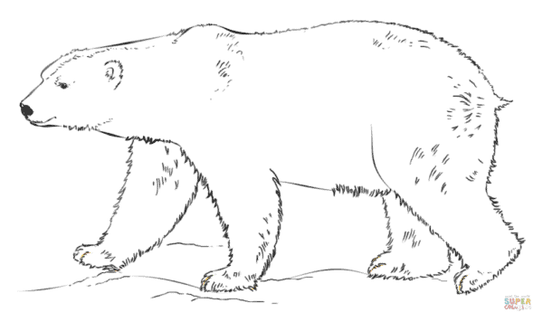 desenho de urso para colorir inspirador
