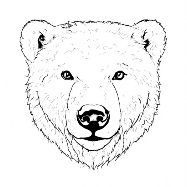 erros comuns ao colorir desenhos de urso