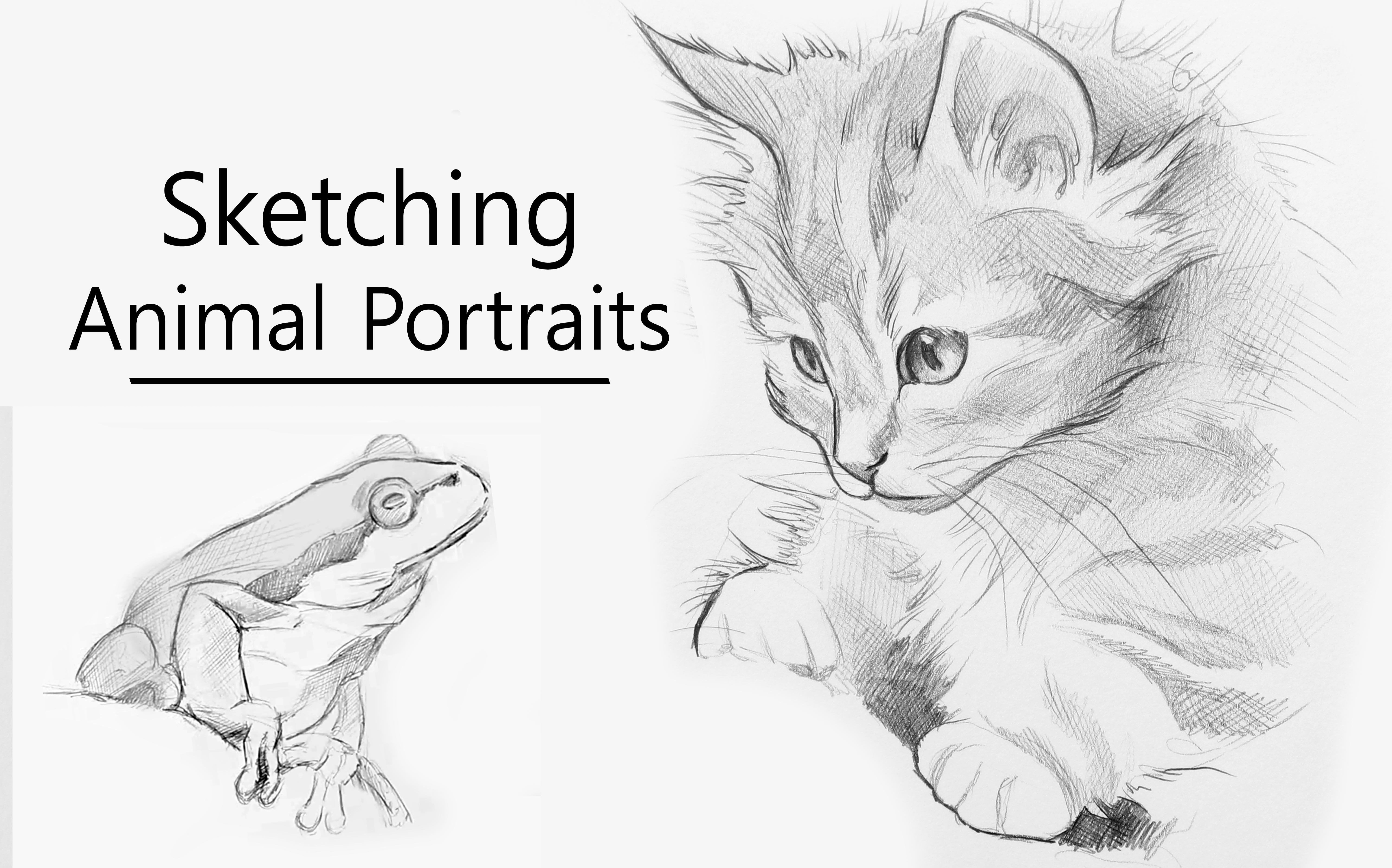 erros comuns ao colorir desenhos de animais