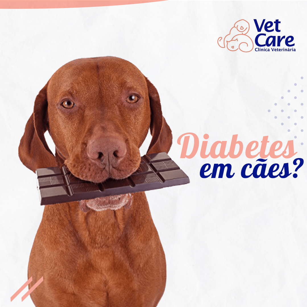 diabetes em cães tratamento