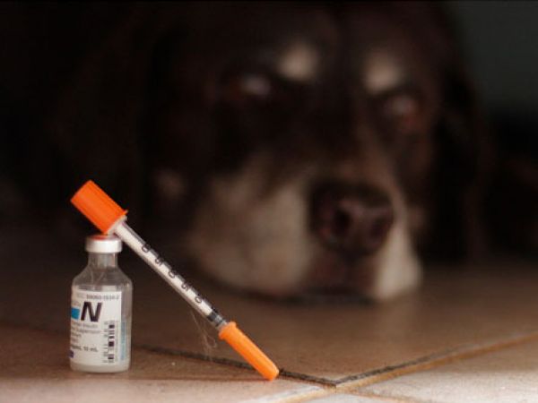 causas diabetes mellitus em cachorros