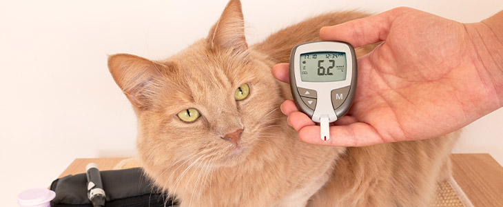 prevenção diabetes em cães