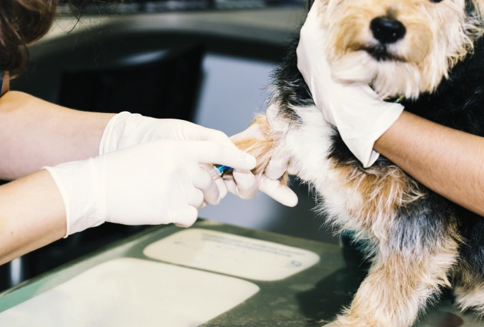 insulina canina caninsulin