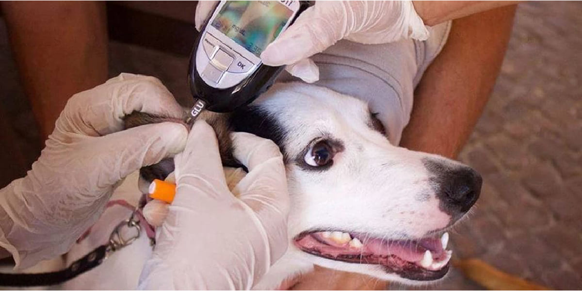 sintomas diabetes canina