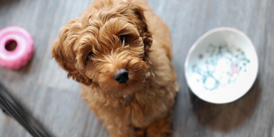 prevenção diabetes em cães