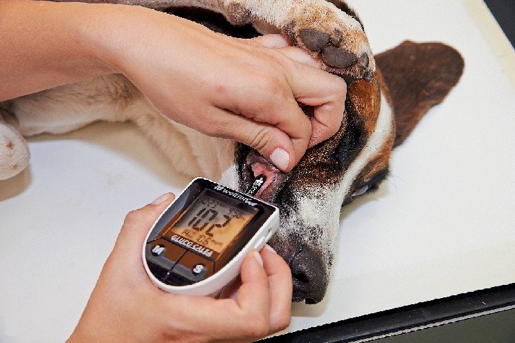 diabetes em cães