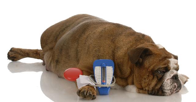 causas diabetes mellitus em cachorros