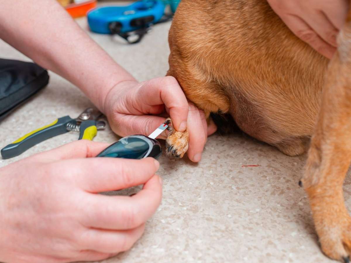 prevenção diabetes em cães