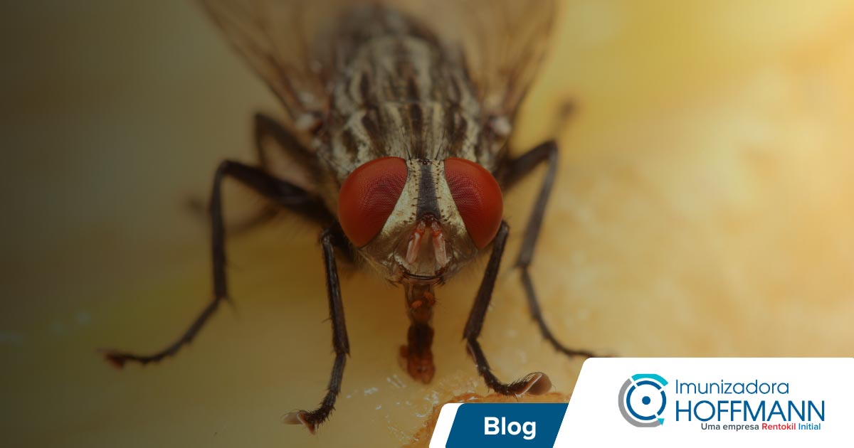 repelentes eficazes para moscas domésticas