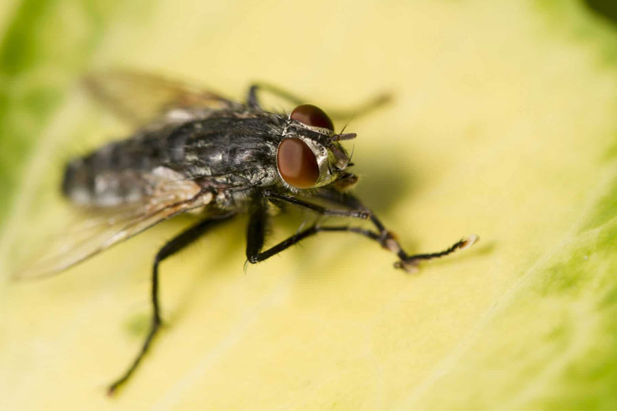 dicas para evitar moscas em casa