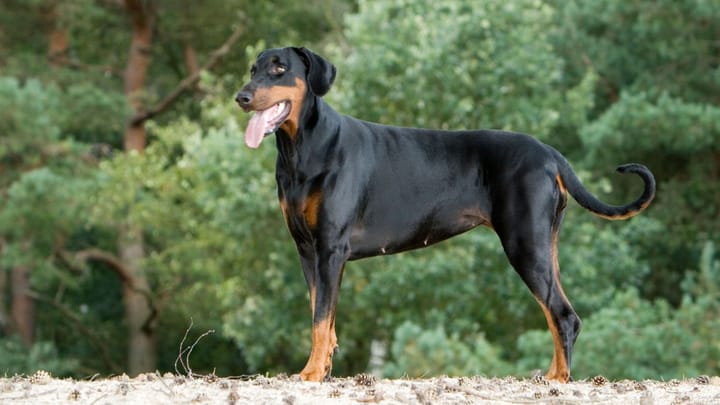 dobermann