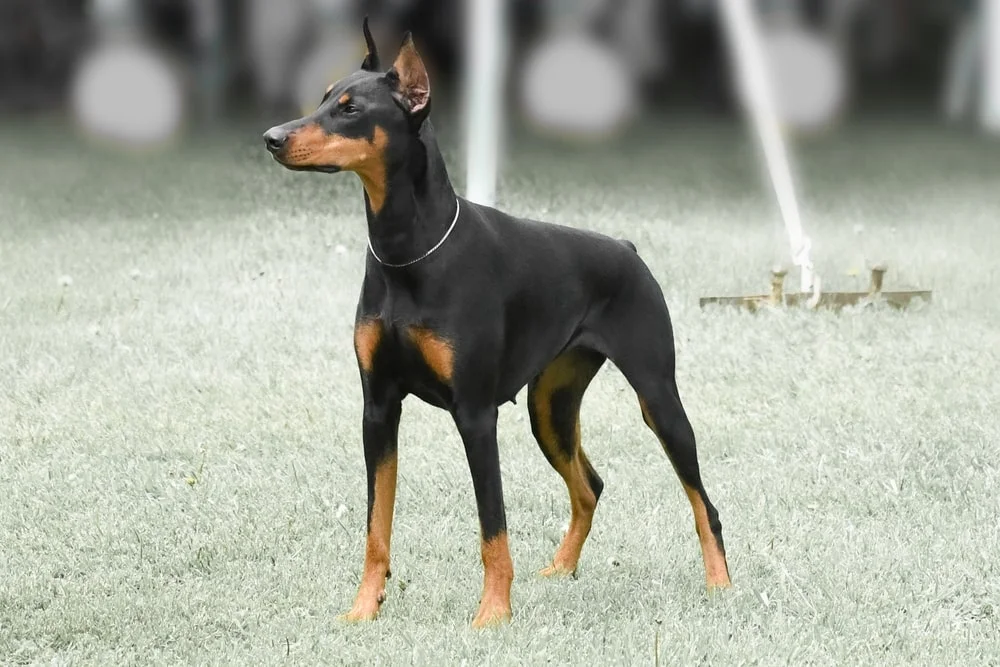 características do Dobermann