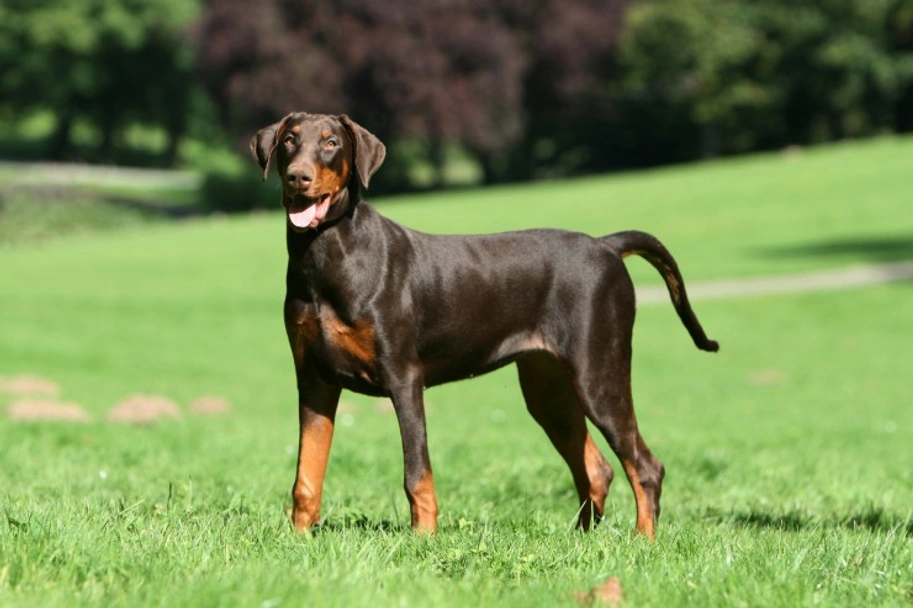 características do Dobermann