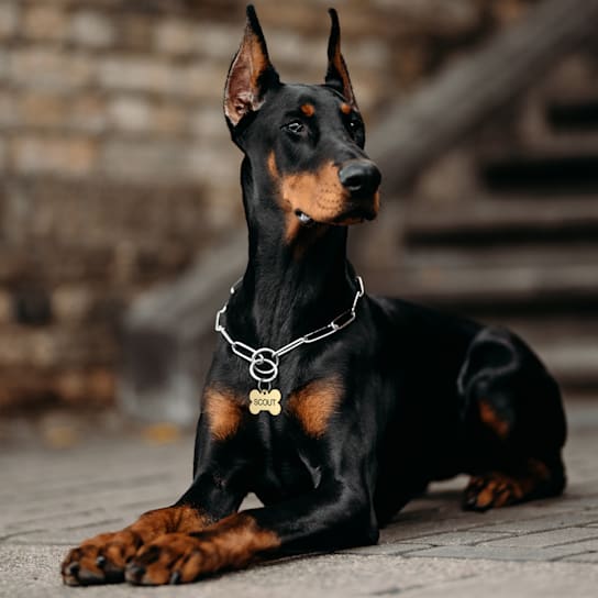 personalidade do Dobermann