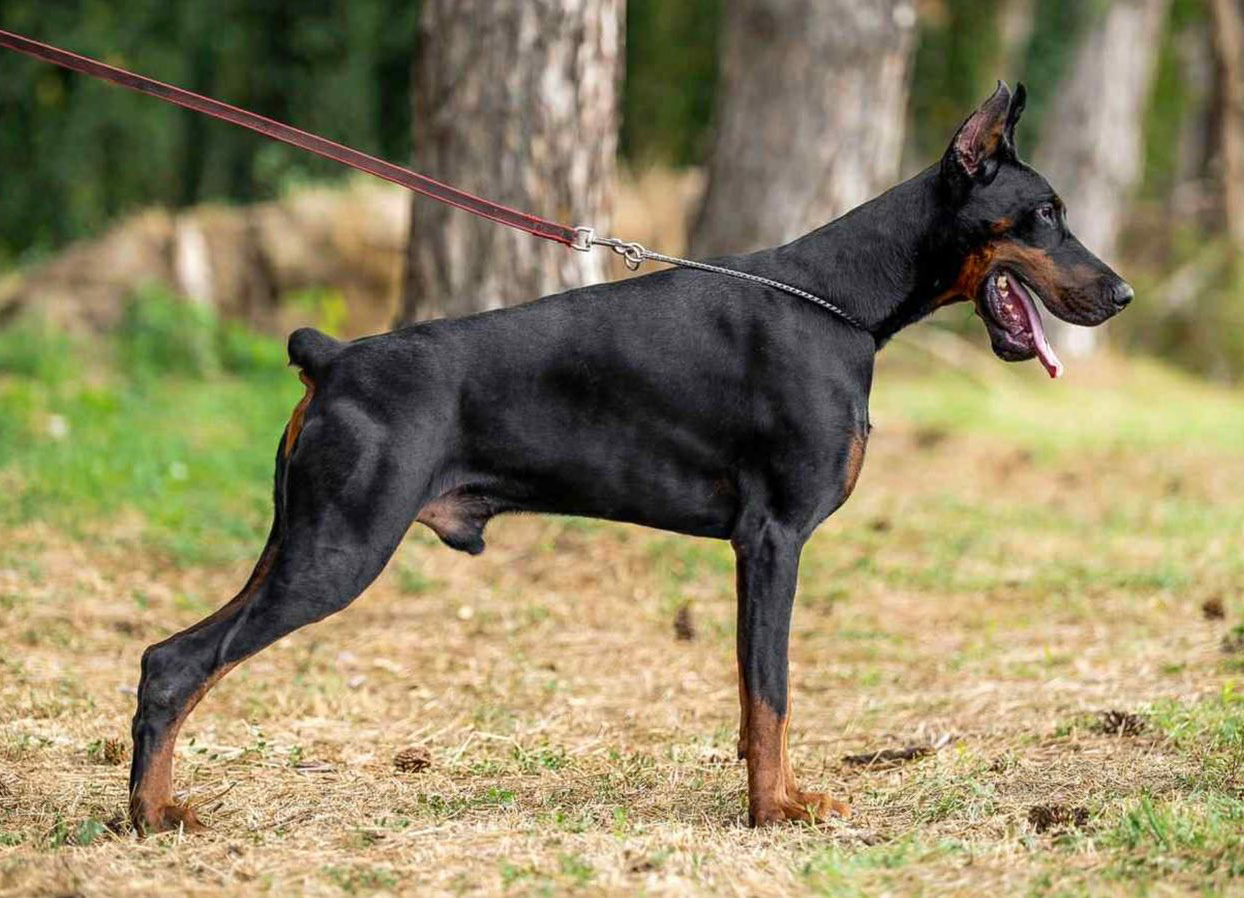 história da raça Dobermann