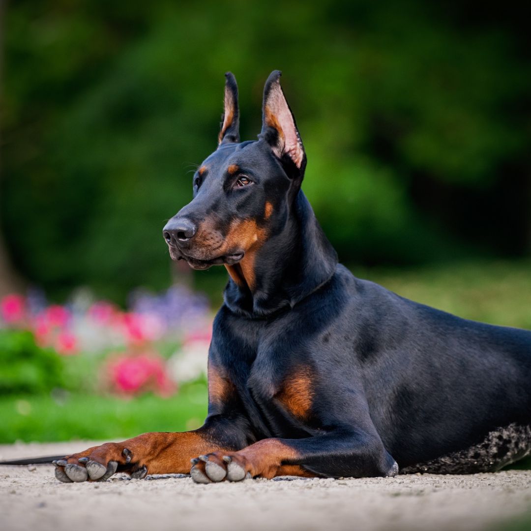 dobermann