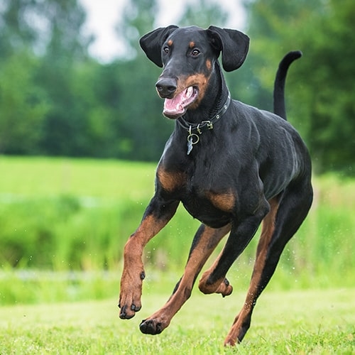 características do Dobermann