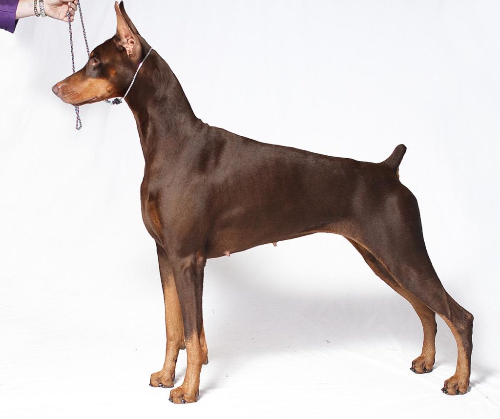 personalidade do Dobermann