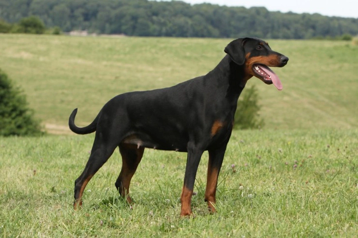 história da raça Dobermann