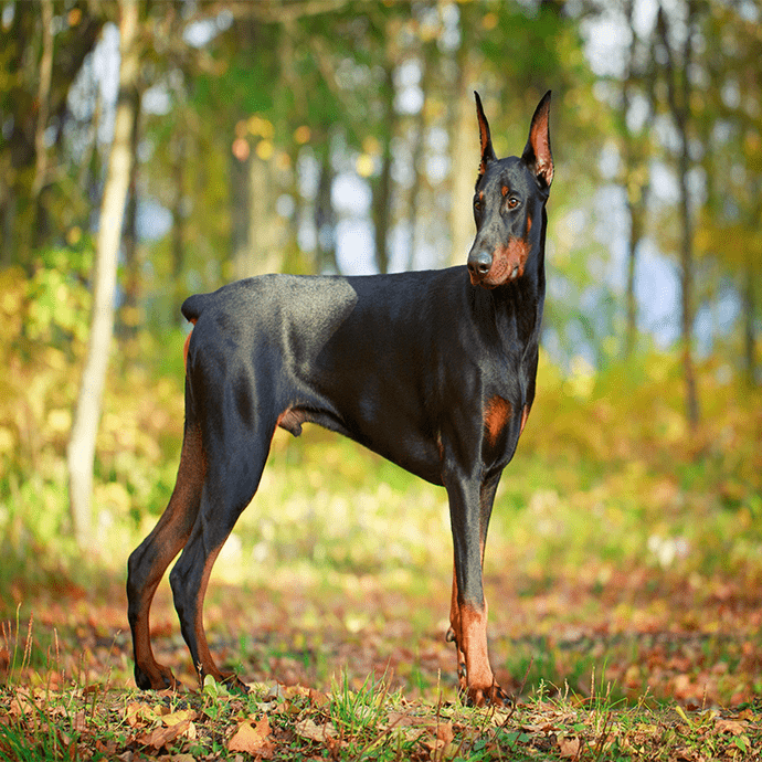 dobermann