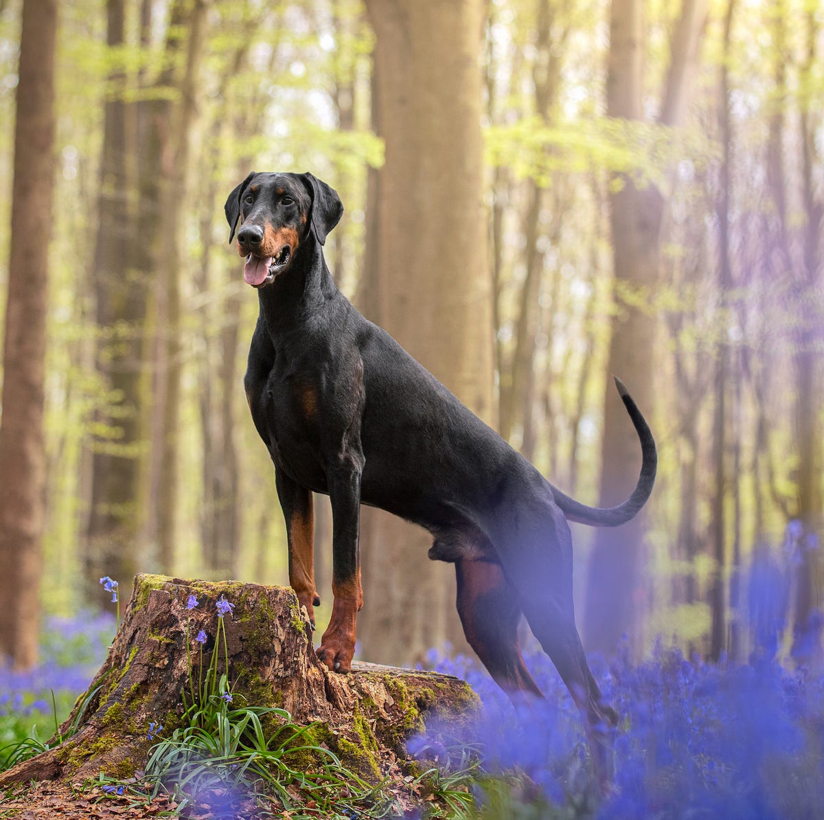 características do Dobermann