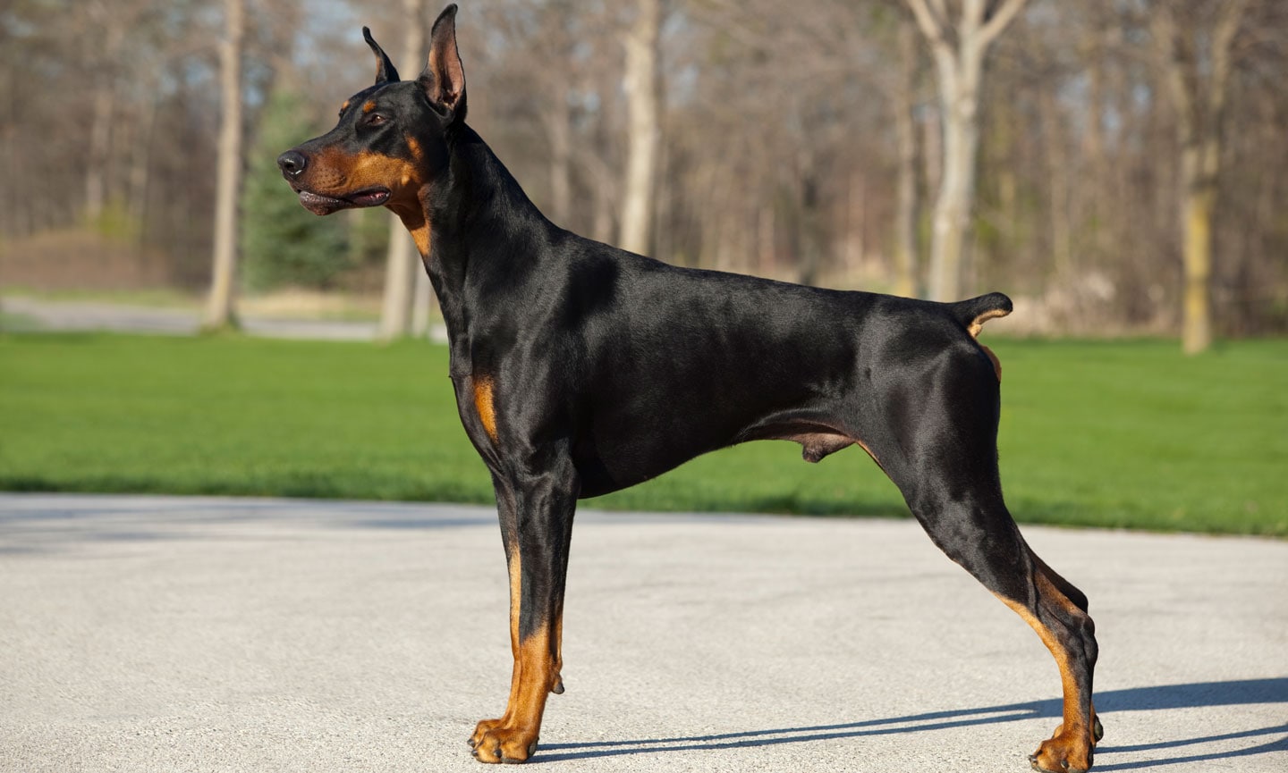 dobermann