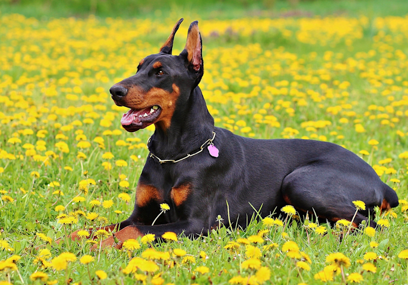 características do Dobermann