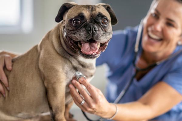 prevenção de doenças cardíacas em cachorros