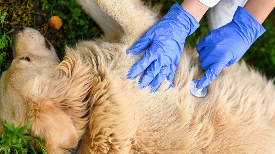 diagnosticando doença cardíaca canina