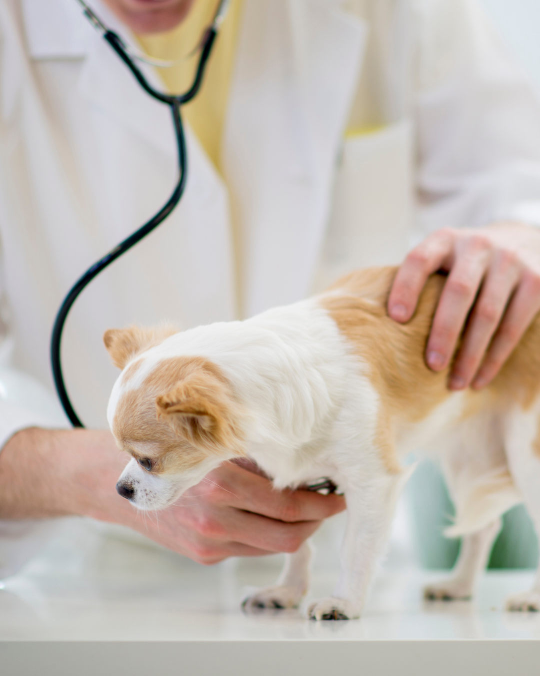 prevenção de doenças cardíacas em cachorros