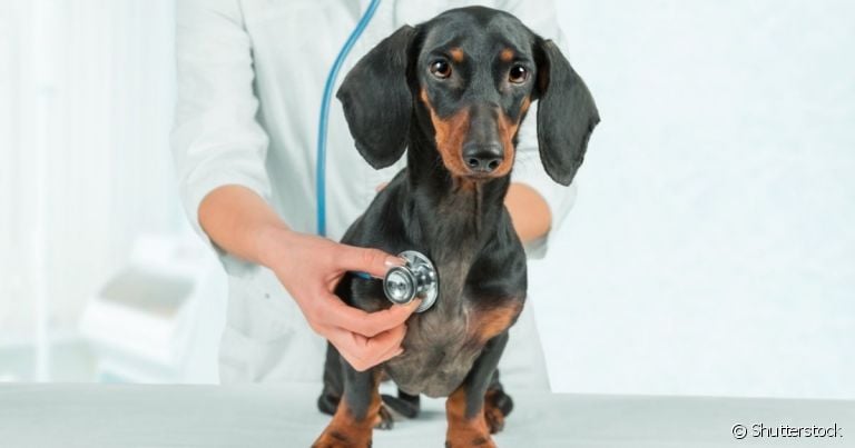 raças de cães com predisposição a problemas cardíacos