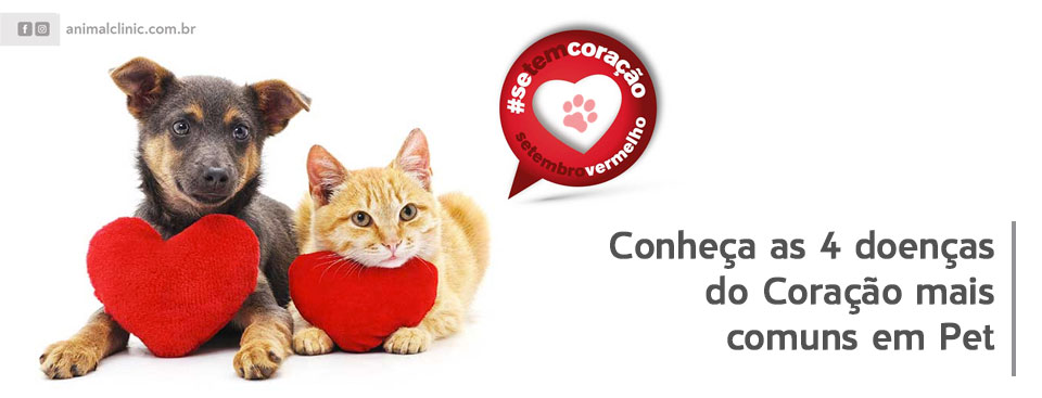 sintomas de problema cardíaco em cachorro idoso