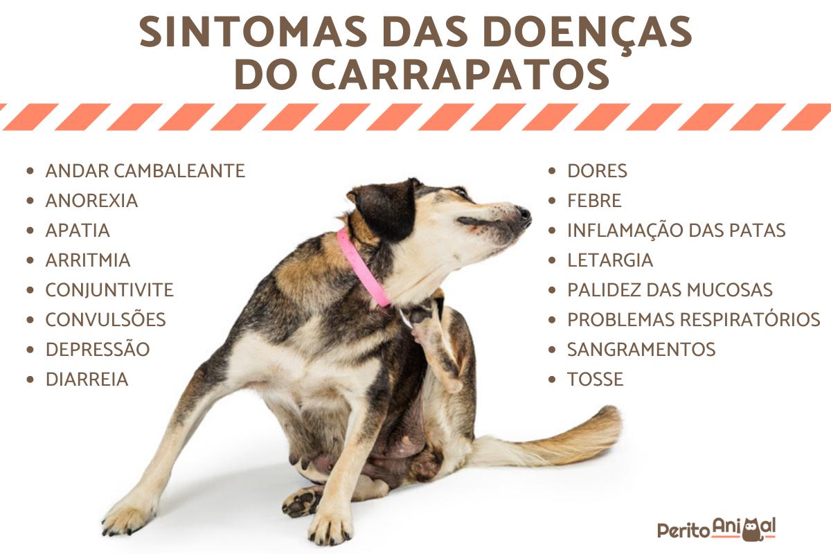 doenças do carrapato no cachorro
