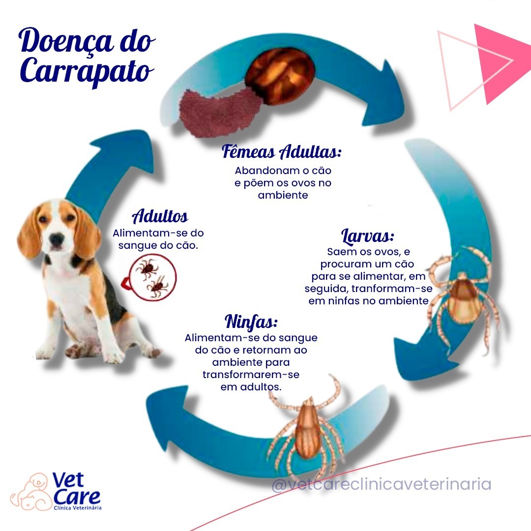 doença do carrapato em cachorro
