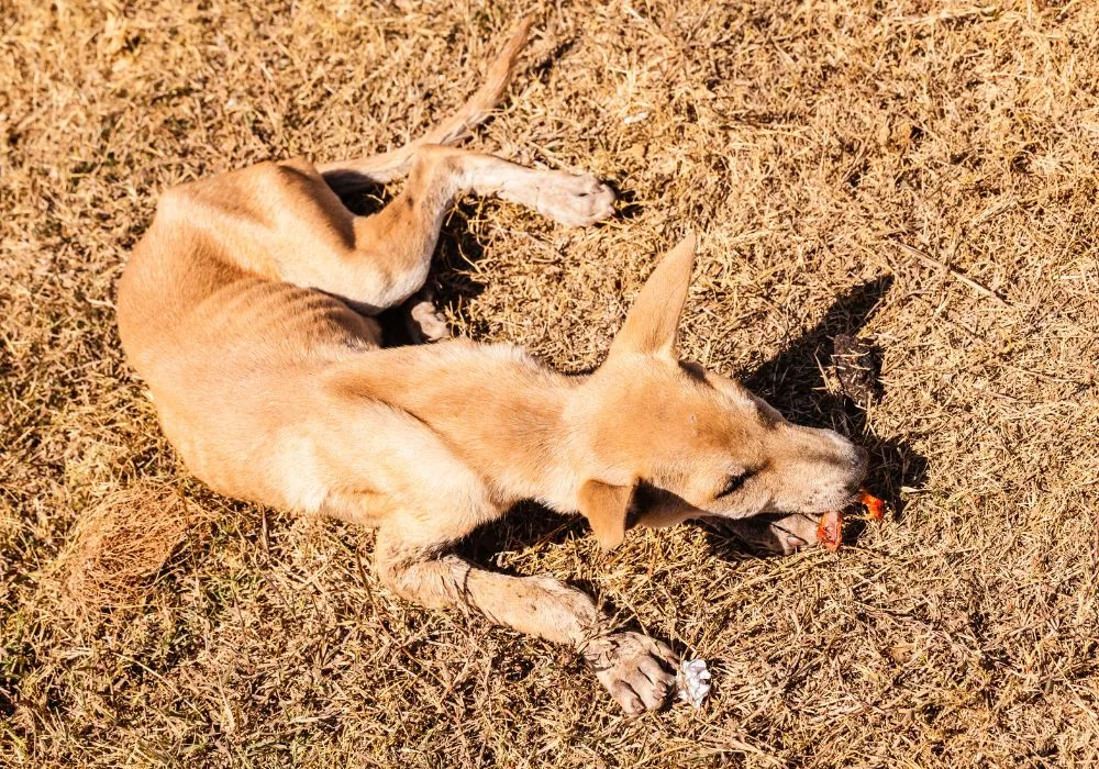 sintomas da doença do carrapato