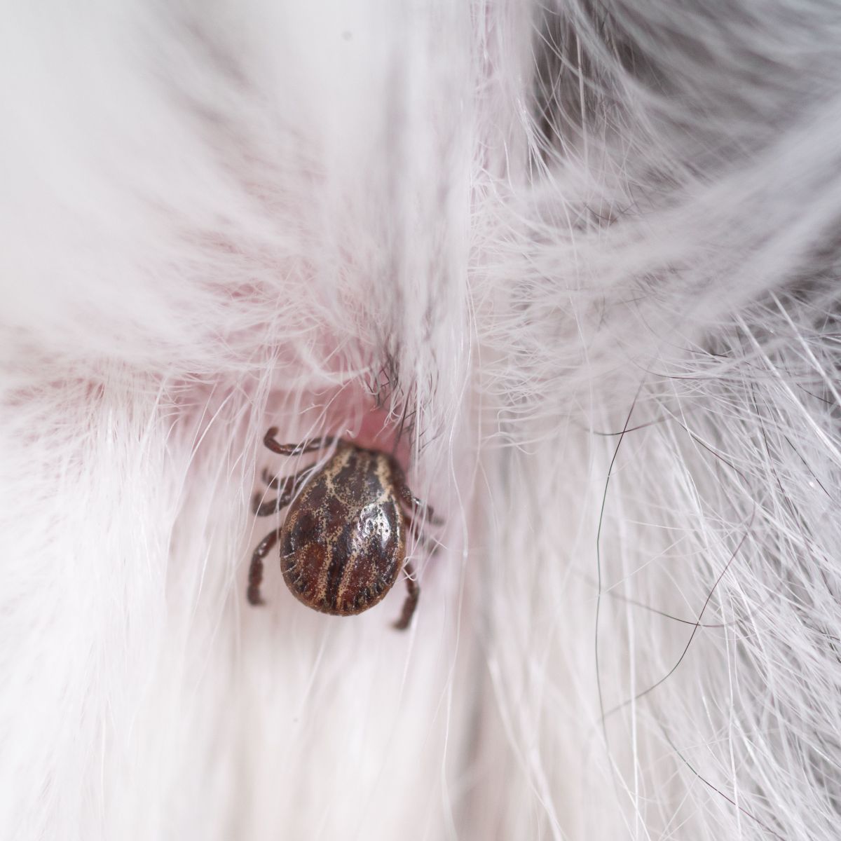 sintomas da doença do carrapato