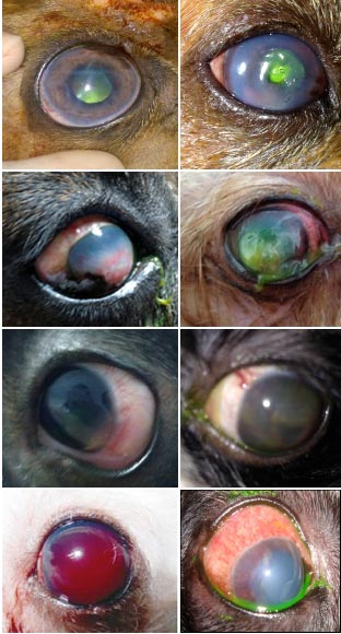 tratamento para doença do carrapato