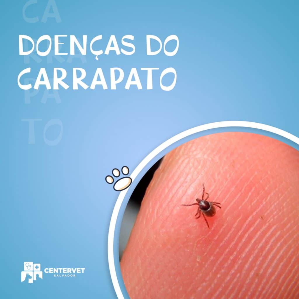 doenças do carrapato no cachorro