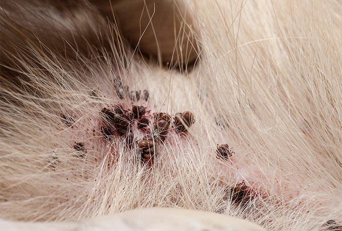 doença do carrapato em cachorro
