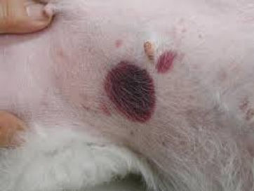 sintomas da doença do carrapato