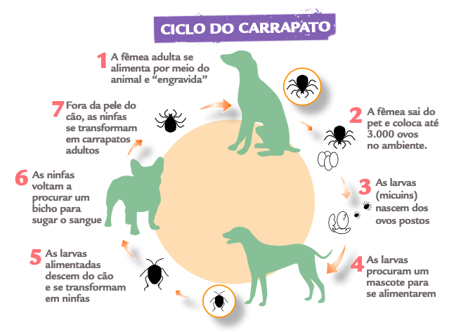 doenças do carrapato no cachorro